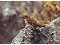 독도의 자연 - 육..