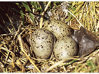 독도의 자연 - 육..