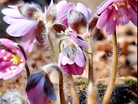 26년3월 수리산 변산바람꽃