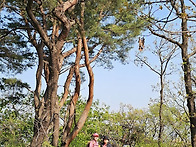 천마산 (양주+포천).4