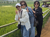 고창 청보리밭/선운사 기행