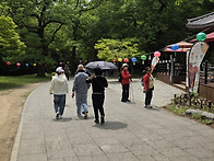 고창 청보리밭/선운사 기행