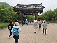 고창 청보리밭/선운사 기행