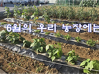 6월의 우리 농장에는 ?