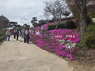 진안 마이산 / 진안 꽃잔디..