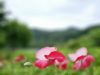 ♤ 가평 자라섬 ..