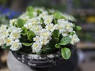 냉해로가버려.데려와오늘...