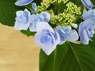 2년차 장미수국 꽃