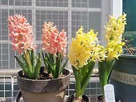 봄바람 살랑~ 윽..추워....