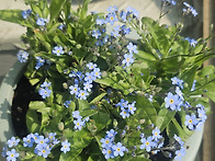 회사서 키우는 꽃들