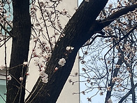 3월말 저희집 화단꽃과 월..