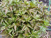 하나, 둘, 셋, 넷,...