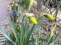 월동한 겹수선화