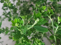 핫도그형 애니시다