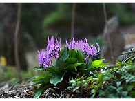 얼레지 Erythronium