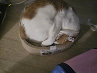 왜 이러고 잘까요..