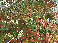 베란다 늦가을이네..