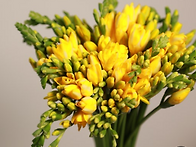 달곰님들은 이 꽃..