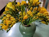 엄마에게 후리지아..