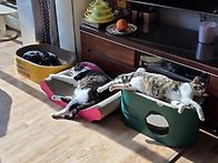 고양이유치원같은..