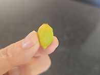 우리집 첫 레몬