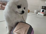 딸 집에 강쥐 미용