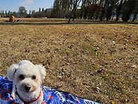 (여주 강천섬) 강..