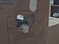 노는걸까요? 싸우..