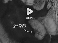 서울대공원 레서판..