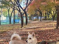 호두랑 가을 산책