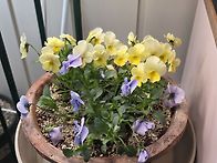 식집사는 바쁘용