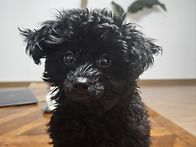 치와푸 둘째 이야..