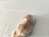 집사는 그저 사료..