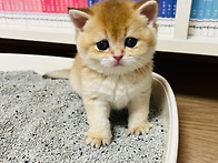 뒤늦은 둘째 냥이..