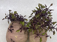 키우는 고구마 구..