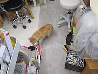 몰루눈 고영이한테..