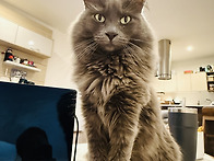 인종차별 고냥이