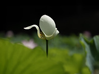 별리