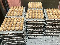 25년 하빈기 계란나눔 행사