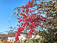 냉이를. 핑계삼아..