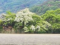 아카시아 향기 흩..