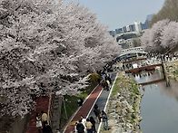 양재천벚꽃 그림같아요