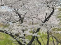 마지막 봄 벚꽃을 기리며