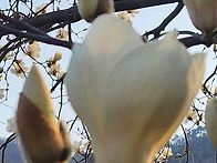 올해도 하얀목련을 만났어..