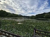 연' 의 일대기 일산호수공..