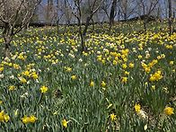 화담숲은 지금 수선화축제..
