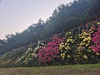 양재천