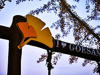 문광 저수지 은행나무, 수..