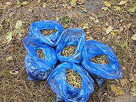25년10월26일 콩수확