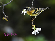 되새